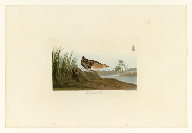 Audubon - Yellow-breasted Rail - Plate 329