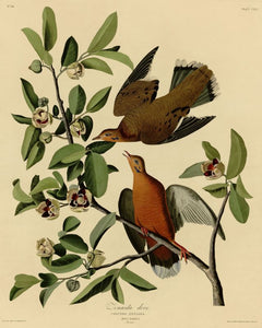 Audubon - Zenaida Doves - Plate 162
