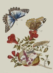 Butterfly and Caterpillar