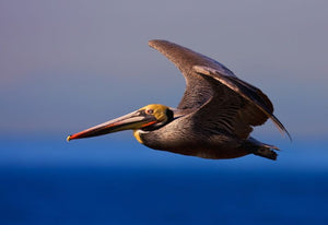 Various Photographers - California Brown Pelican
