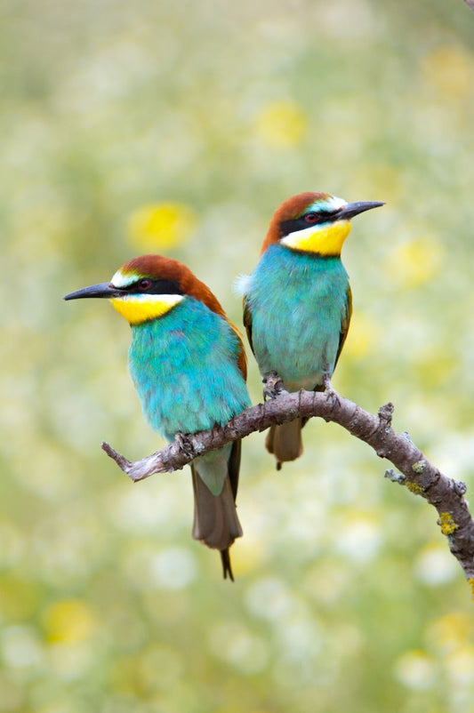 Various Photographers - Enamored Birds