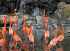 Various Photographers - Flamingos at a Pond