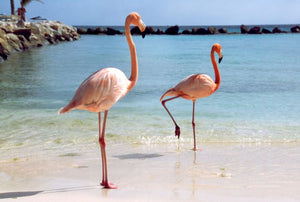 Various Photographers - Flamingos at the Beach