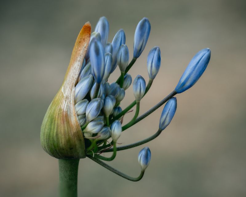 Various Photographers - Flower Closeup by Gilbero Olimpio