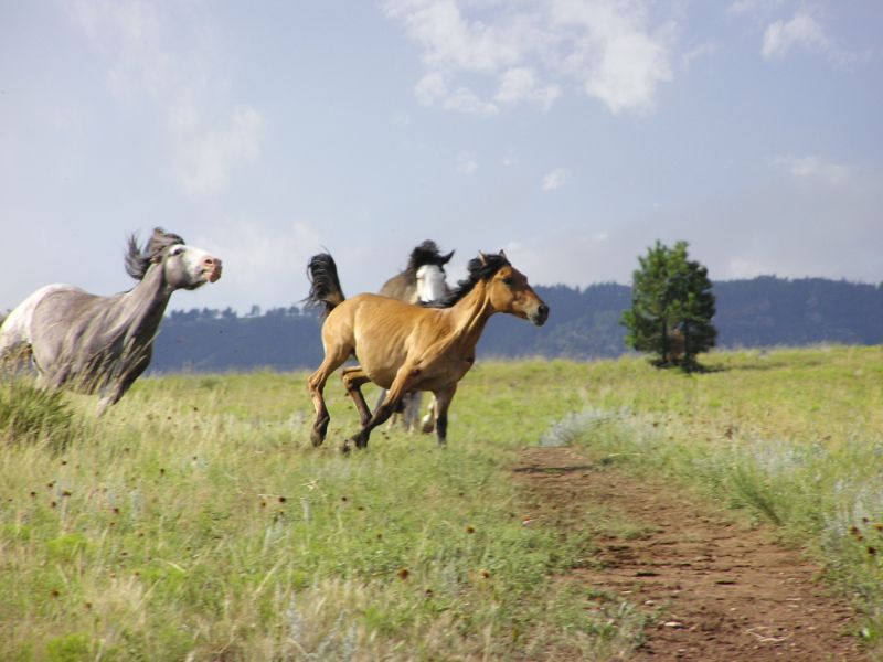 Various Photographers - Horses on the Run 2