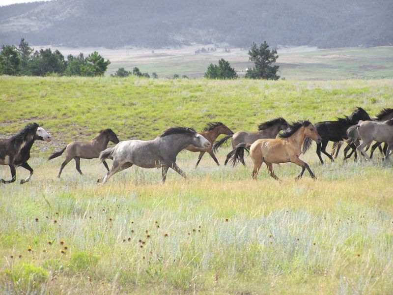 Various Photographers - Horses on the Run