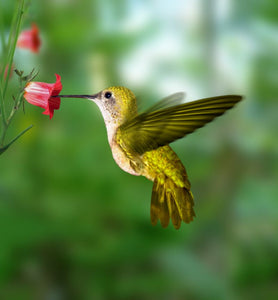 Various Photographers - Hummingbird