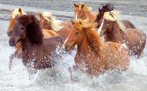 Various Photographers - Iceland Horses