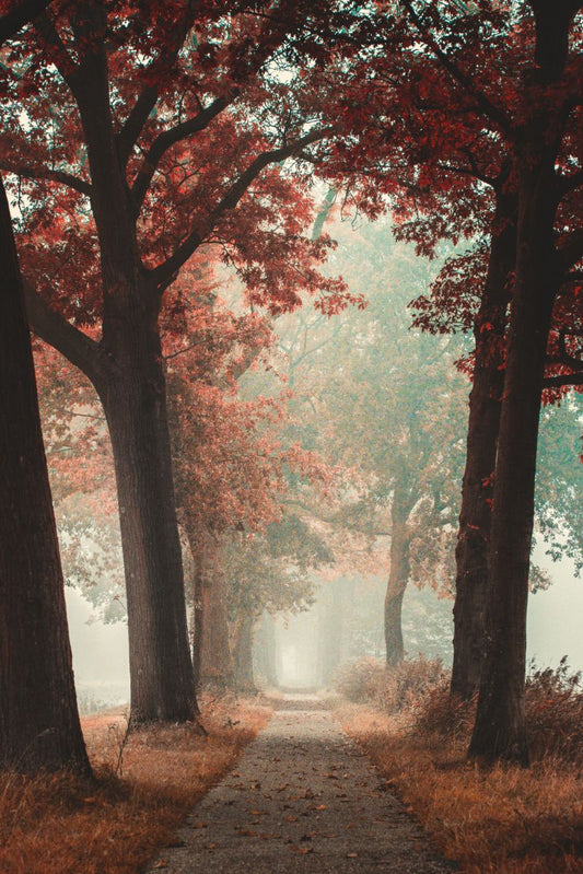 Various Photographers - Ingmar Forest