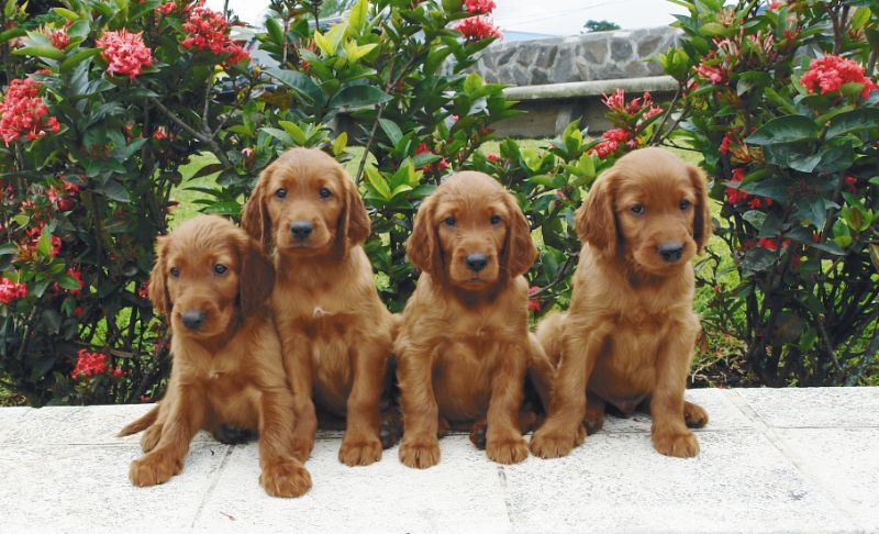 Various Photographers - Irish Setters Puppies