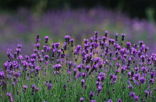 Various Photographers - Lavender Field 2