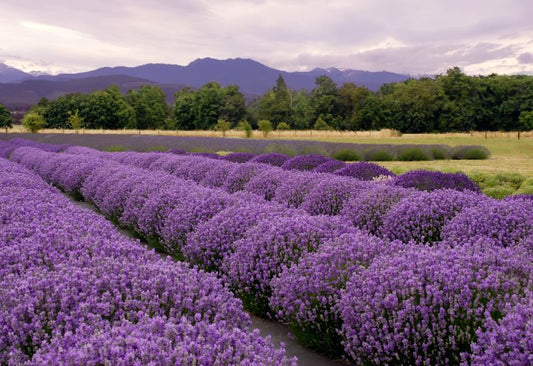 Various Photographers - Lavender Field 3