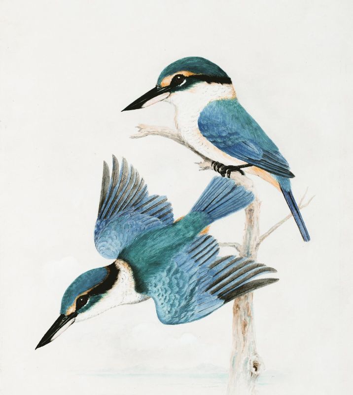 Two illustrated kingfishers perched on a branch; one gazes forward and the other is in mid-flight, both showing vibrant blue and white feathers.