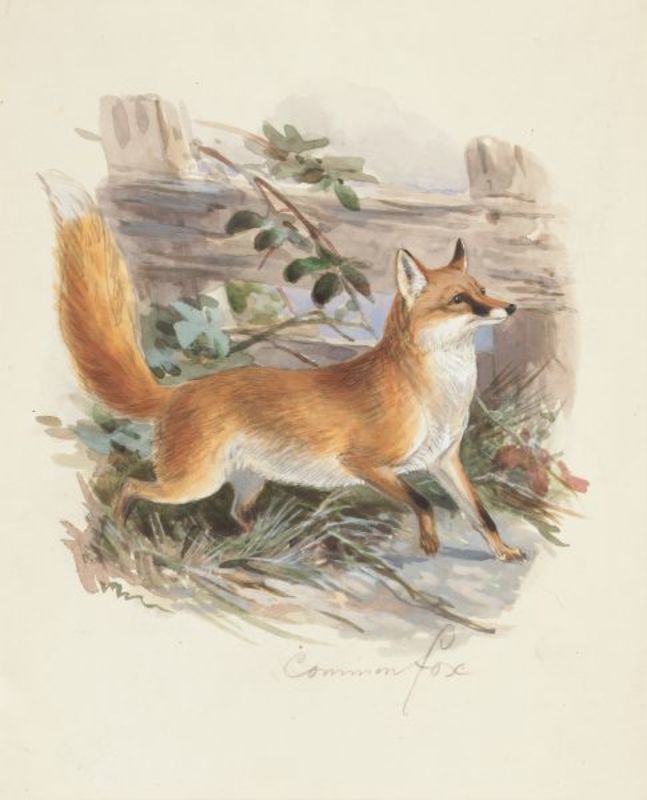 Mcgill Red Fox