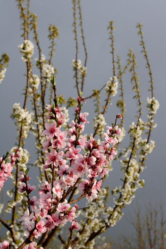 Various Photographers - Peach Blossom 2