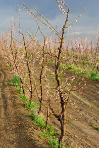 Various Photographers - Peach Blossom