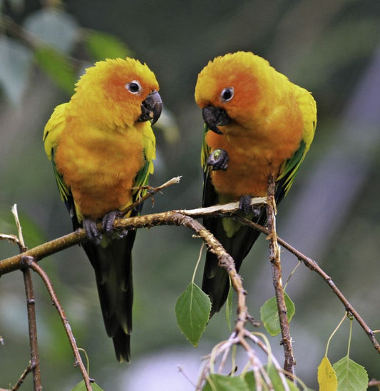 Various Photographers - Sunset Parrots