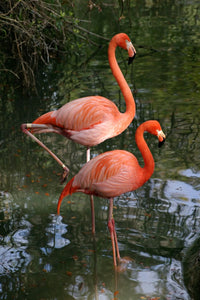 Various Photographers - Pair of Flamingos