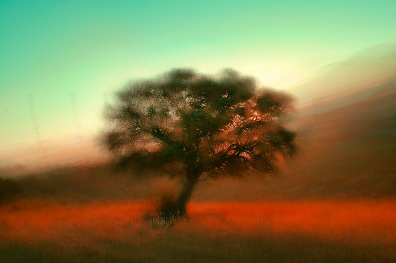 A blurred image of a tree against a vivid landscape. The sky transitions from green to blue, and the ground is a warm orange, creating a dreamy, surreal atmosphere.