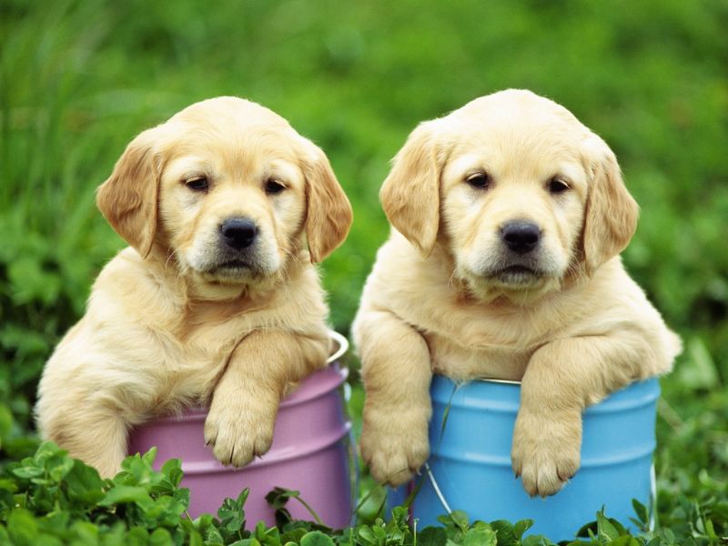 Various Photographers - Labrador Retriever Puppies