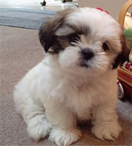 Various Photographers - Cute Shih Tzu Puppy